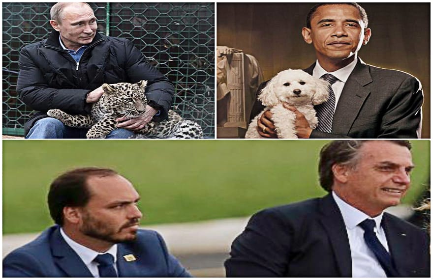 Pets: Tiger, Sunny e Pitbull