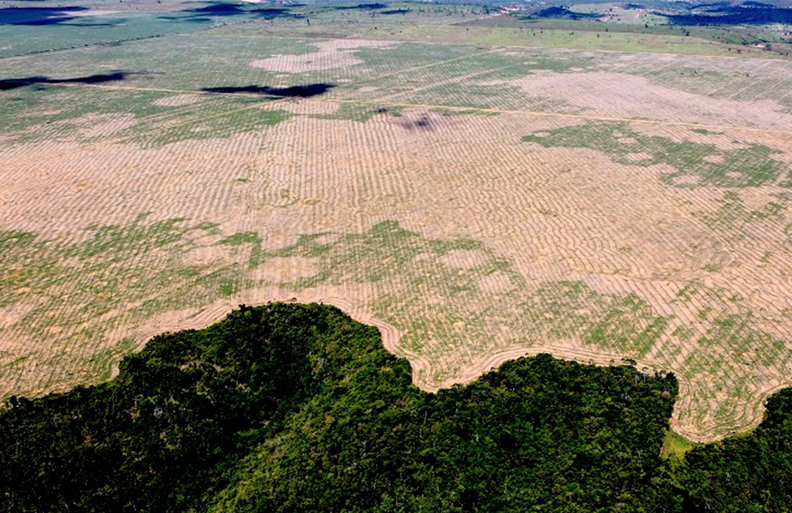 9 mil 762 quilômetros quadrados da Amazônia foram destruídos em 1 ano
