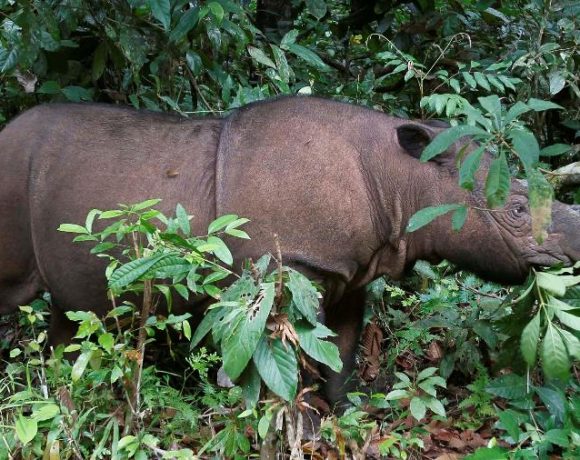 Morreu hoje aos 25 anos, vítima de um câncer, o último rinoceronte de Sumatra existente na Malásia. O diretor de Vida Selvagem, Augustine Tuuga, lamentou num comunicado: "Podemos considerar o rinoceronte como uma espécie extinta na Malásia"