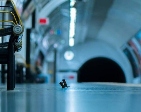 A teimosia do fotógrafo Sam Rowley, que passou uma semana no metrô de Londres fotografando camundongos, rendeu a ele o prêmio Wildlife Photographer of the Year com esta cena em que dois deles, de madrugada, brigam por um pedacinho de comida.
